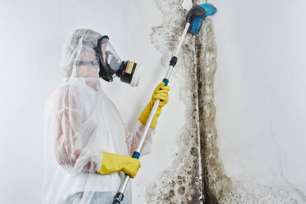 Best Home Mold Removal  in Belcourt, ND
