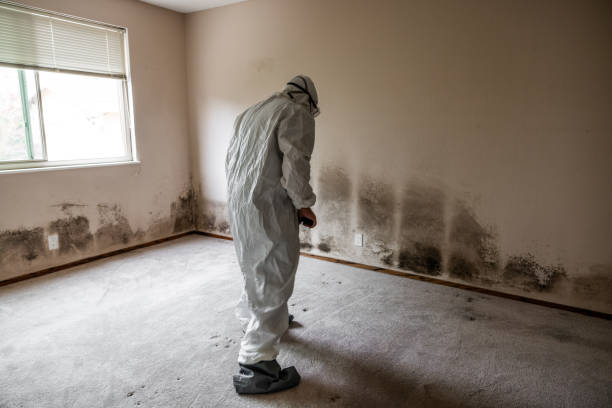 Crawl Space Mold Removal in Belcourt, ND