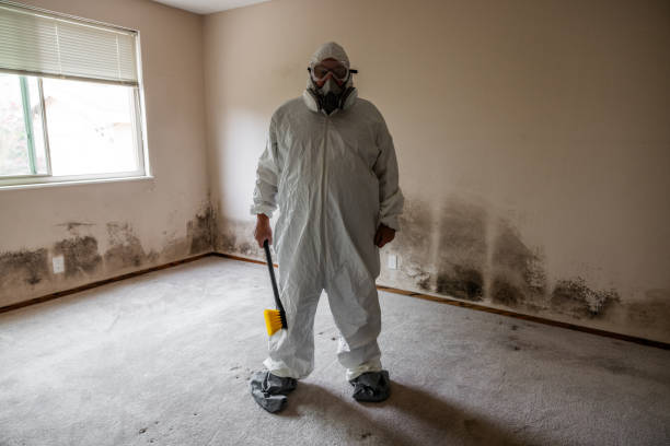 Office Mold Removal Services in Belcourt, ND