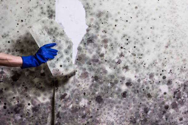 Best Mold Removal Near Me  in Belcourt, ND