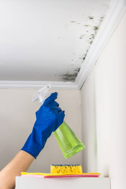 Best Mold Testing  in Belcourt, ND
